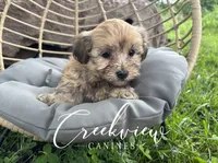 Katie, a female Havanese for sale in Niangua, MO – 5 of 8