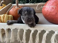 Mason, a male Miniature Schnauzer for sale in Niangua, MO – 4 of 5