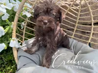 Matilda, a female Miniature Schnauzer for sale in Niangua, MO – 3 of 5