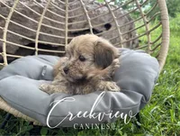 Katie, a female Havanese for sale in Niangua, MO – 2 of 8