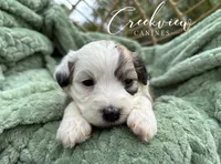 Jo, a female Havachon for sale in Niangua, MO – 8 of 9