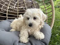 Louisa, a female Havachon for sale in Niangua, MO – 5 of 7