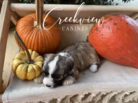 Albert, a male Havanese for sale in Niangua, MO – 3 of 5