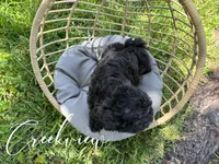 Moon Pie, a female Havapoo for sale in Niangua, MO – 6 of 8