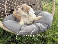 Drover, a male Havanese for sale in Niangua, MO – 2 of 6