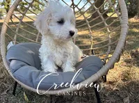 Coop, a male Havachon for sale in Niangua, MO – Photo 6 of 9