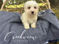 Coop, a male Havachon for sale in Niangua, MO – Photo 8 of 9