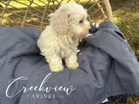 Coop, a male Havachon for sale in Niangua, MO – Photo 9 of 9