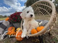 Coop, a male Havachon for sale in Niangua, MO – Photo 2 of 9