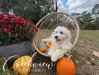 Coop, a male Havachon for sale in Niangua, MO – Photo 5 of 9