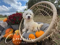 Coop, a male Havachon for sale in Niangua, MO – Photo 1 of 9