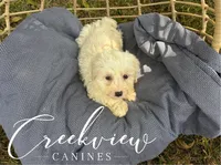 Coop, a male Havachon for sale in Niangua, MO – Photo 7 of 9