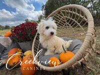 Coop, a male Havachon for sale in Niangua, MO – Photo 4 of 9