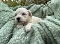Amy, a female Havachon for sale in Niangua, MO – 2 of 5