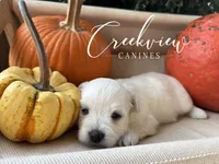 Mary, a male Havanese for sale in Niangua, MO – 2 of 4
