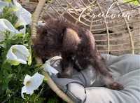 Matilda, a female Miniature Schnauzer for sale in Niangua, MO – 4 of 5