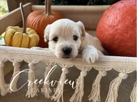 Laura, a male Havanese for sale in Niangua, MO – 5 of 5
