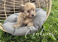 Katie, a female Havanese for sale in Niangua, MO – 4 of 8