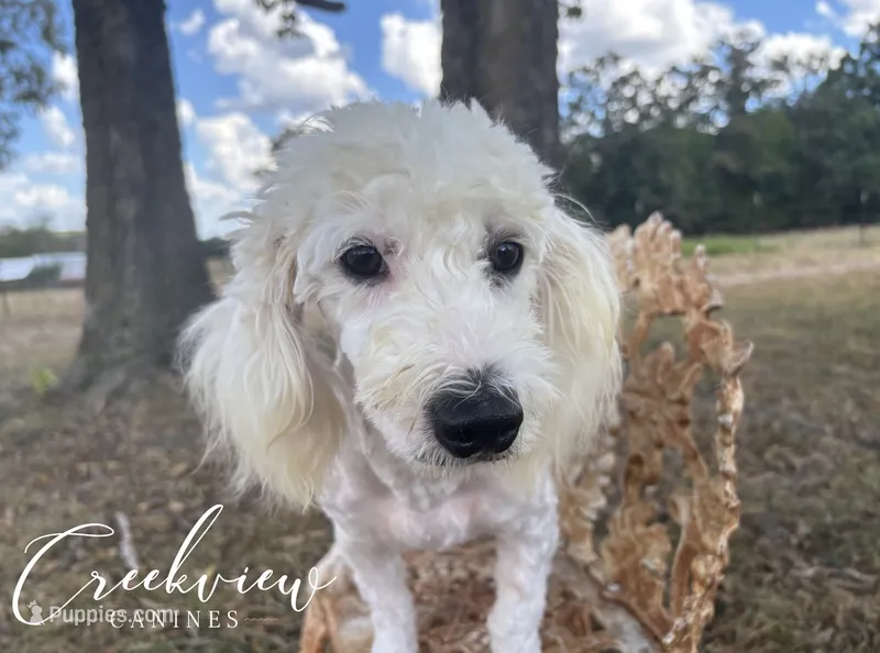 Donut – Havachon puppy for sale in Niangua, MO