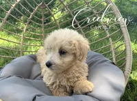 Nugget, a male Havapoo for sale in Niangua, MO – 4 of 6