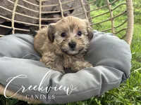 Katie, a female Havanese for sale in Niangua, MO – 3 of 8