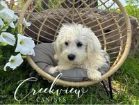 Donut, a male Havachon for sale in Niangua, MO – 4 of 10