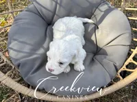 Donut, a male Havachon for sale in Niangua, MO – Photo 6 of 6