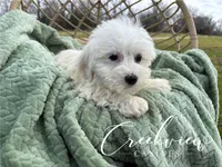 Donut, a male Havachon for sale in Niangua, MO – Photo 4 of 10