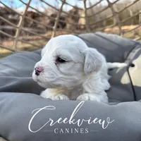 Donut, a male Havachon for sale in Niangua, MO – Photo 6 of 10