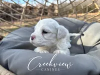 Donut, a male Havachon for sale in Niangua, MO – Photo 2 of 6