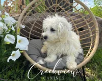Donut, a male Havachon for sale in Niangua, MO – 2 of 10