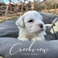 Donut, a male Havachon for sale in Niangua, MO – Photo 8 of 10