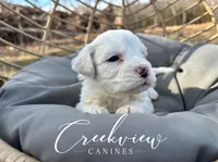 Donut, a male Havachon for sale in Niangua, MO – Photo 4 of 6