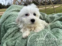 Donut, a male Havachon for sale in Niangua, MO – Photo 3 of 10