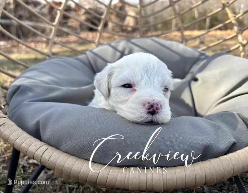 Donut, a male Havachon for sale in Niangua, MO – Photo 1 of 6