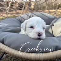 Donut, a male Havachon for sale in Niangua, MO – Photo 5 of 10