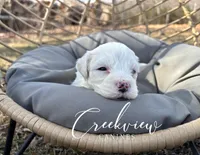 Donut, a male Havachon for sale in Niangua, MO – Photo 1 of 6