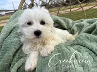 Donut, a male Havachon for sale in Niangua, MO – Photo 2 of 10