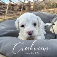 Donut, a male Havachon for sale in Niangua, MO – Photo 7 of 10