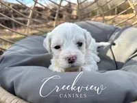 Donut, a male Havachon for sale in Niangua, MO – Photo 3 of 6