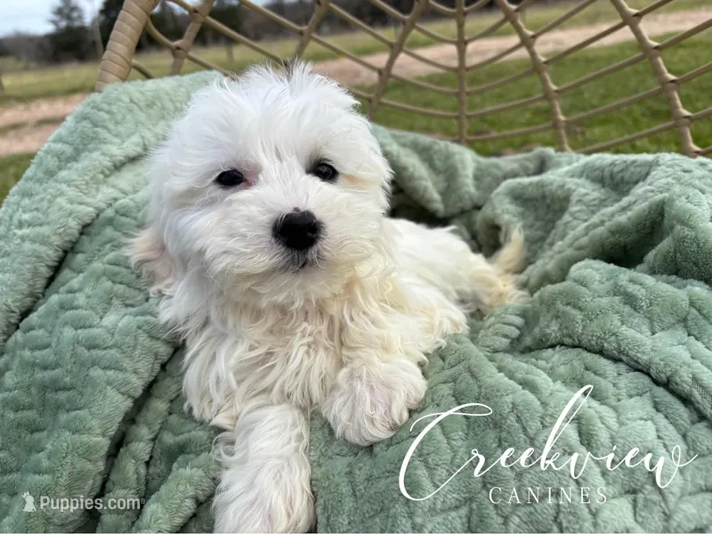 Donut – Havachon puppy for sale in Niangua, MO