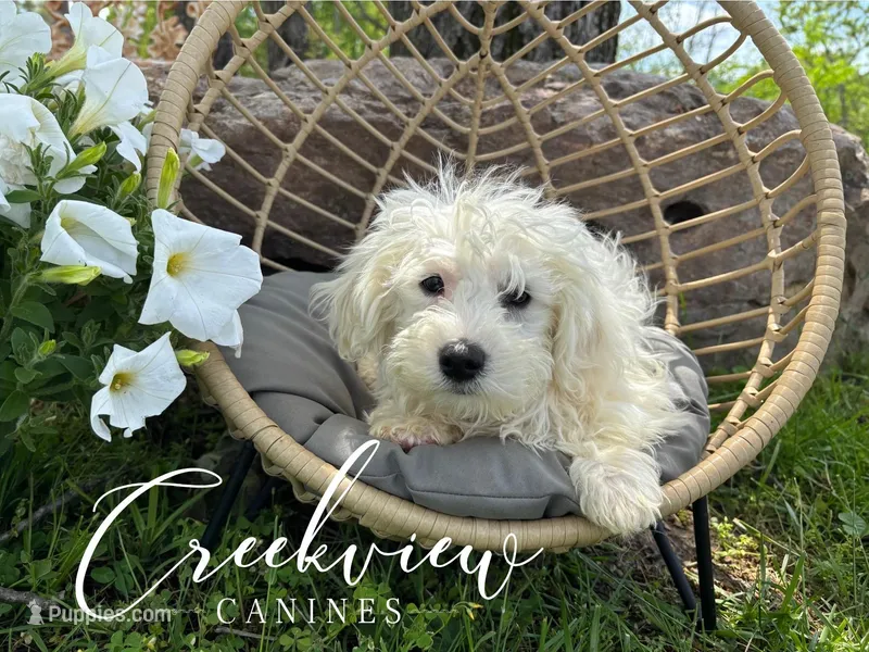 Donut – Havachon puppy for sale in Niangua, MO