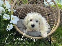 Donut, a male Havachon for sale in Niangua, MO – 1 of 10