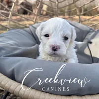 Donut, a male Havachon for sale in Niangua, MO – Photo 9 of 10