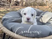 Donut, a male Havachon for sale in Niangua, MO – Photo 5 of 6