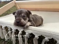 Barrett, a male Miniature Schnauzer for sale in Niangua, MO – Photo 1 of 4