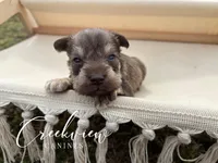 Barrett, a male Miniature Schnauzer for sale in Niangua, MO – Photo 3 of 4