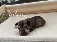 Barrett, a male Miniature Schnauzer for sale in Niangua, MO – Photo 2 of 4