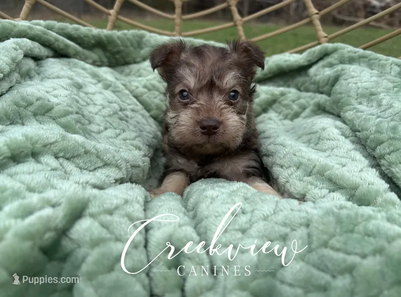 Barrett – Miniature Schnauzer puppy for sale in Niangua, MO