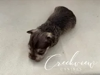 Barrett, a male Miniature Schnauzer for sale in Niangua, MO – Photo 4 of 4